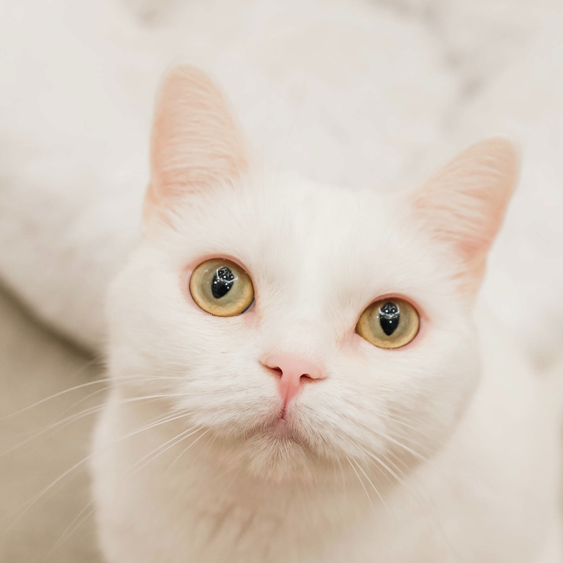 ハチ